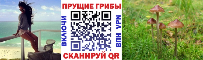 купить наркотики цена  Нижние Серги  Галлюциногенные грибы GOLDEN TEACHER 